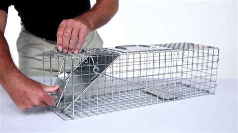 Do not place bait on the trigger plate. . How to set a havahart live trap